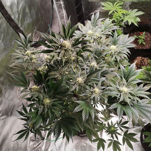 Sour d auto  growlog timeline photo