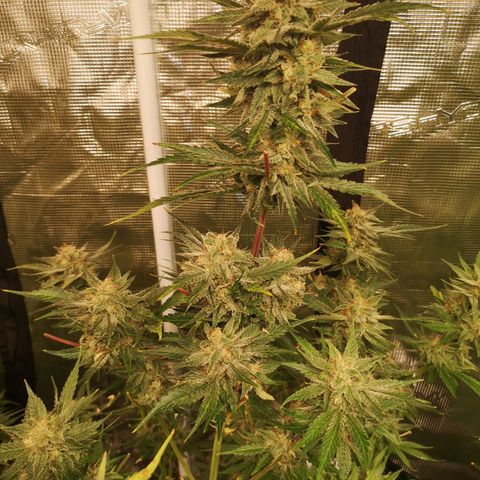 Banana Hammock auto growlog timeline photo