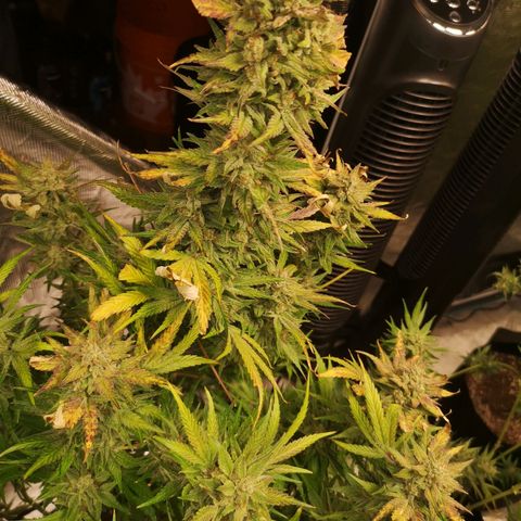 LBCOG auto growlog timeline photo