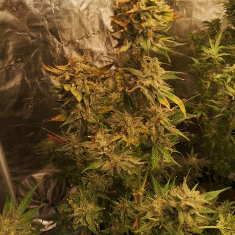 Pina rbx auto growlog timeline photo