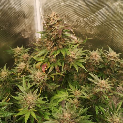 Purple thai auto  growlog timeline photo