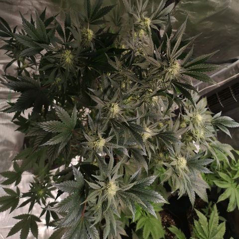 Sour d auto  growlog timeline photo