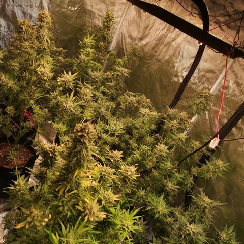 Purple thai auto  growlog timeline photo