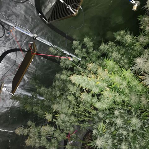 Purple thai auto  growlog timeline photo