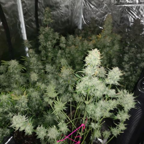 Purple thai auto  growlog timeline photo