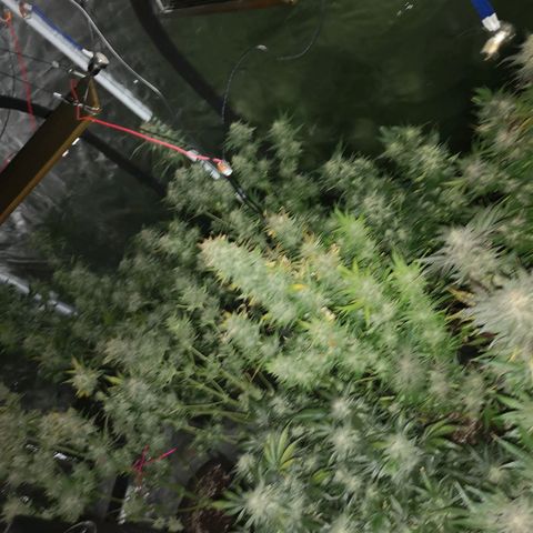 Purple thai auto  growlog timeline photo