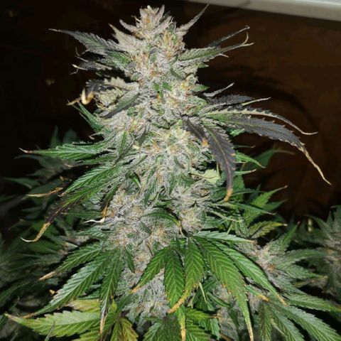 Purple thai auto  growlog timeline photo