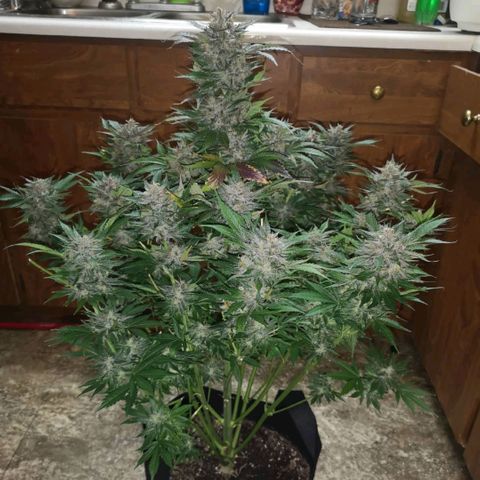 Purple thai auto  growlog timeline photo