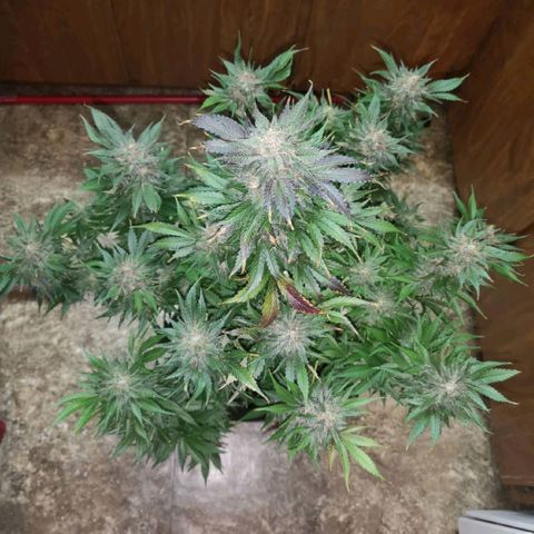 Purple thai auto  growlog timeline photo