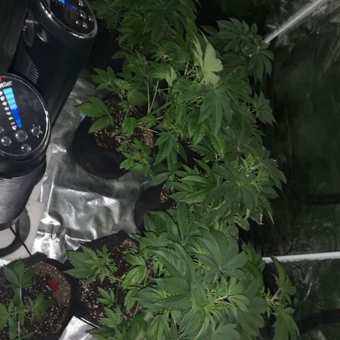 Banana daddy growlog timeline photo