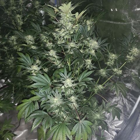 Sour d auto  growlog timeline photo