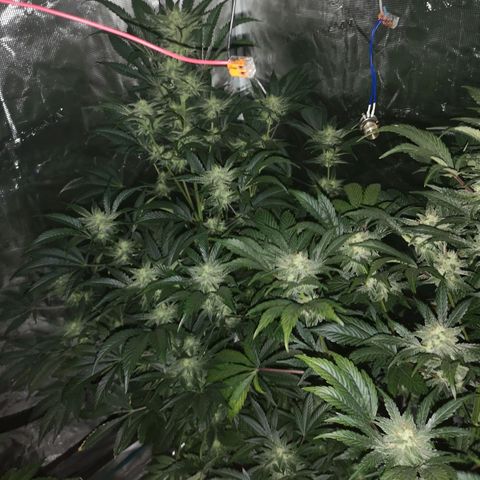 Sour d auto  growlog timeline photo