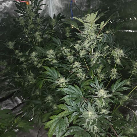 Sour d auto  growlog timeline photo