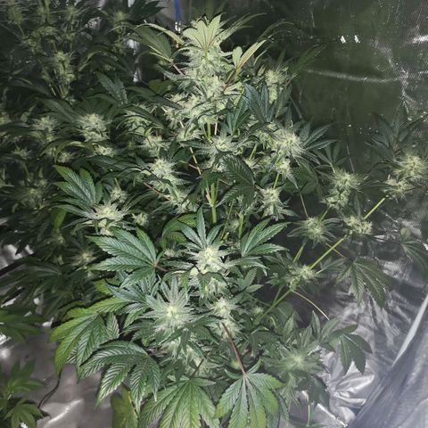 Sour d auto  growlog timeline photo