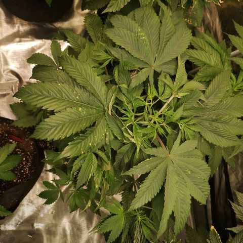 Blueberry cookies growlog timeline photo