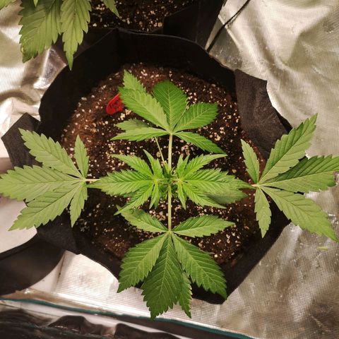 Tropicanna poison fast growlog timeline photo