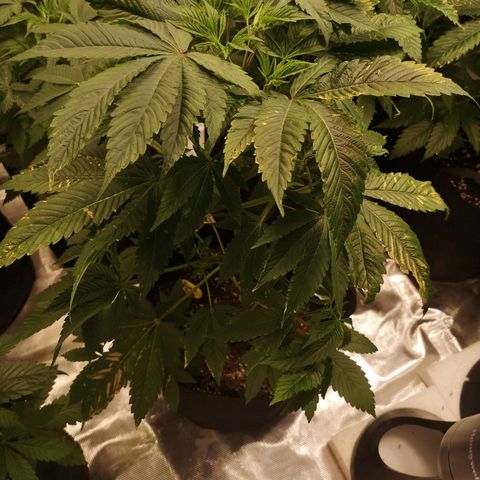 Banana daddy growlog timeline photo