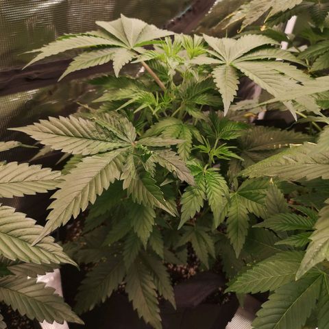 Mandarin cookies v3 growlog timeline photo