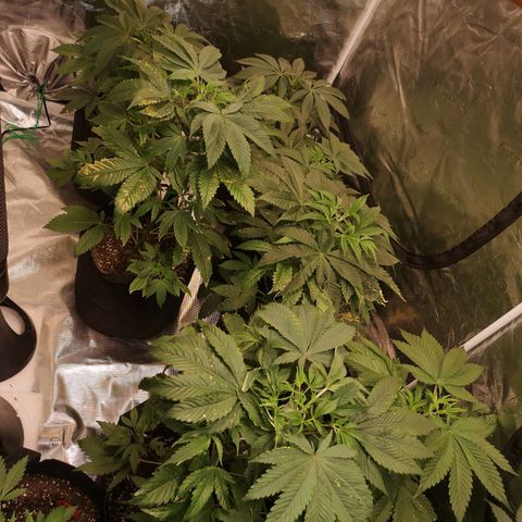 Banana daddy growlog timeline photo