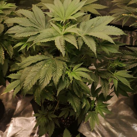 Blueberry cookies growlog timeline photo