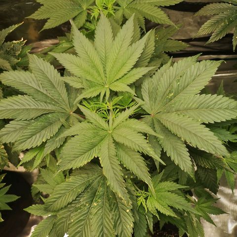 Blueberry cookies growlog timeline photo