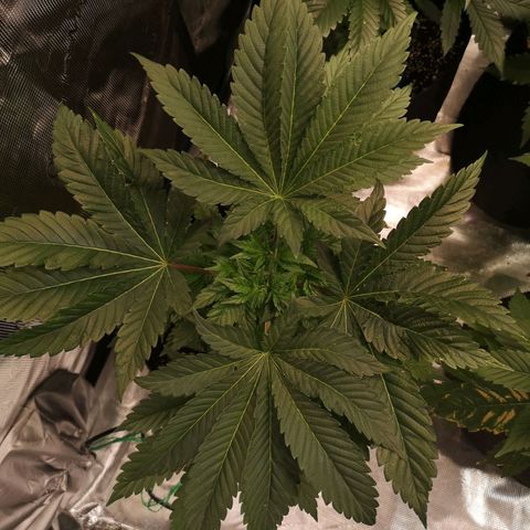 Purple punch cookies growlog timeline photo