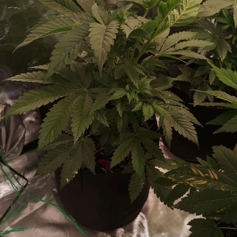 Purple punch cookies growlog timeline photo