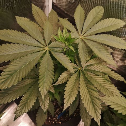 Mystic growlog timeline photo
