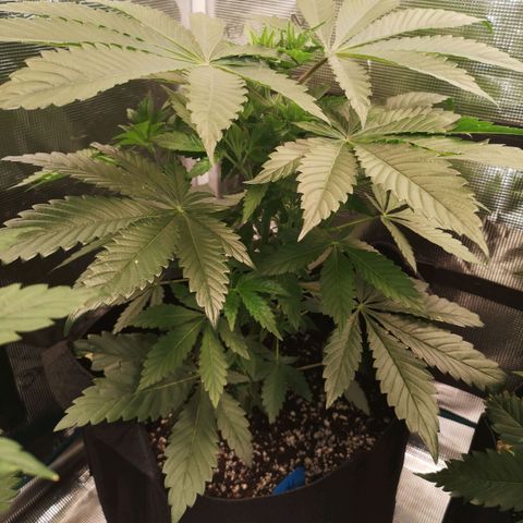 Mystic growlog timeline photo