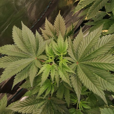 Mandarin cookies v3 growlog timeline photo