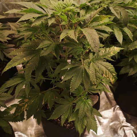 Banana daddy growlog timeline photo
