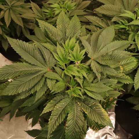Banana daddy growlog timeline photo