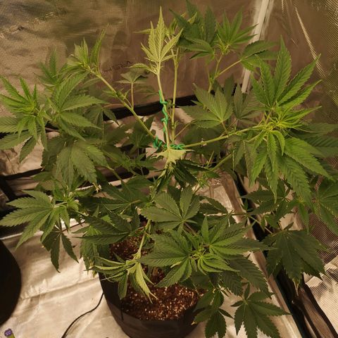 Blueberry cookies growlog timeline photo