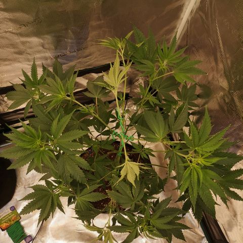 Blueberry cookies growlog timeline photo