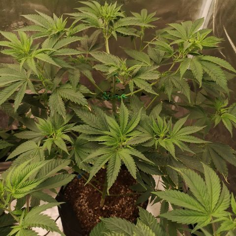Blueberry cookies growlog timeline photo