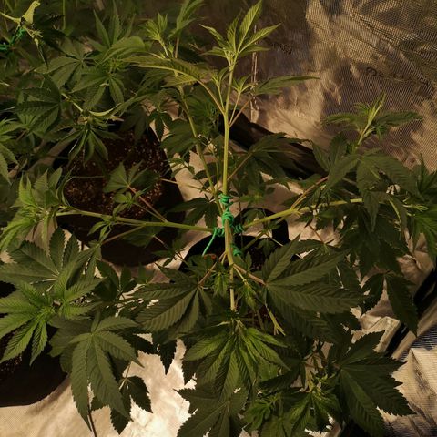 Banana daddy growlog timeline photo