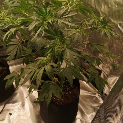 Banana daddy growlog timeline photo