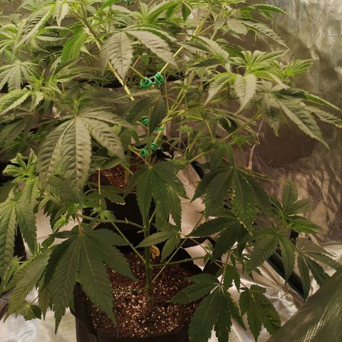 Banana daddy growlog timeline photo