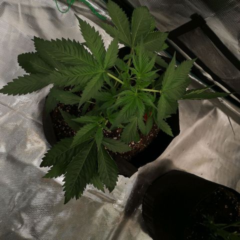Tropicanna poison fast growlog timeline photo