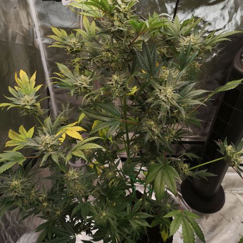 Sour d auto  growlog timeline photo