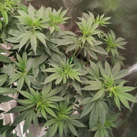 Blueberry cookies growlog timeline photo