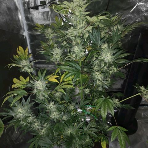 Sour d auto  growlog timeline photo
