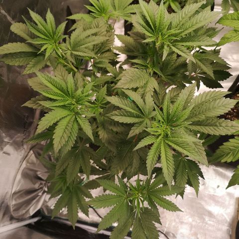 Purple punch cookies growlog timeline photo