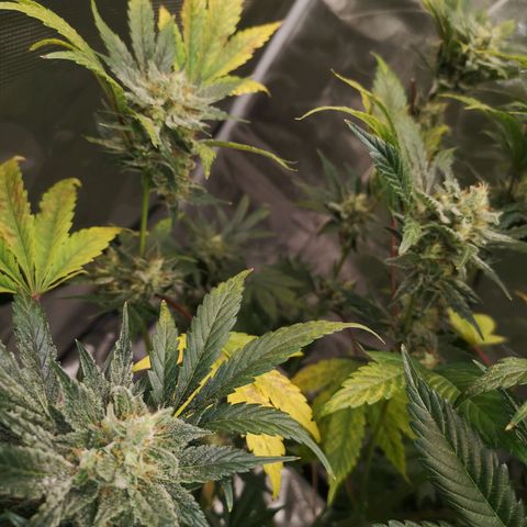 Sour d auto  growlog timeline photo