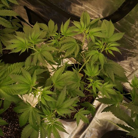 Mandarin cookies v3 growlog timeline photo