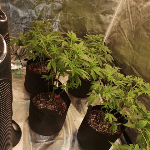 Banana daddy growlog timeline photo