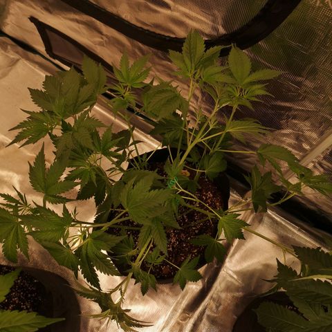 Mandarin cookies v3 growlog timeline photo