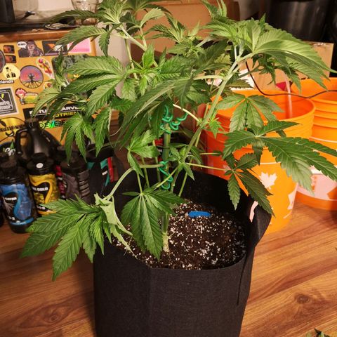 Mystic growlog timeline photo