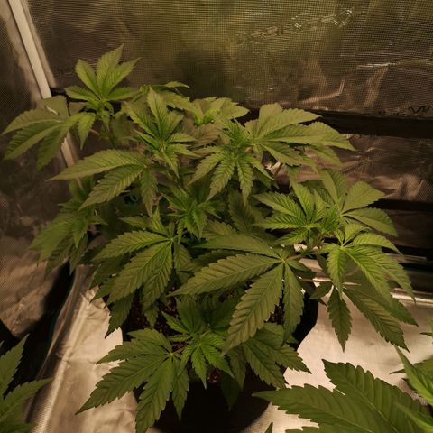 Mystic growlog timeline photo