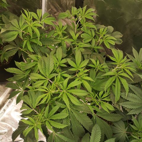 Orange cookie chem growlog timeline photo